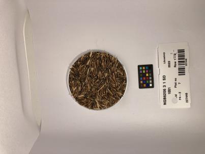 SEED